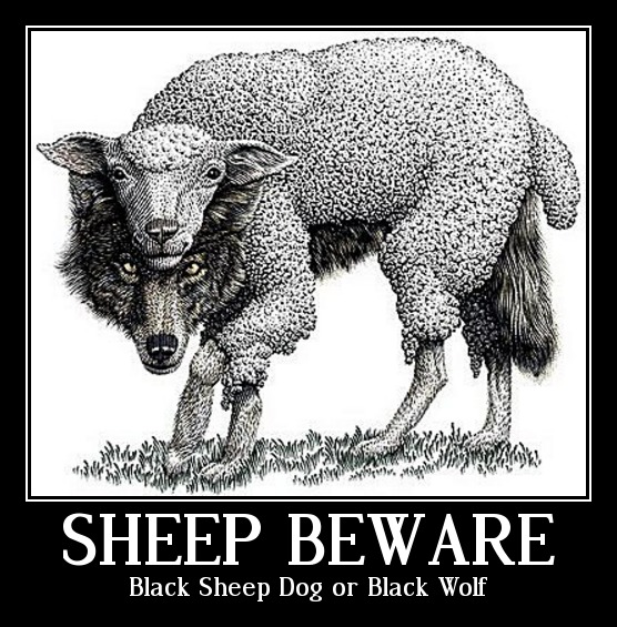 black sheepdog